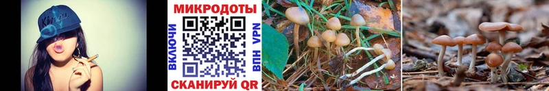 Псилоцибиновые грибы Cubensis  Кандалакша 